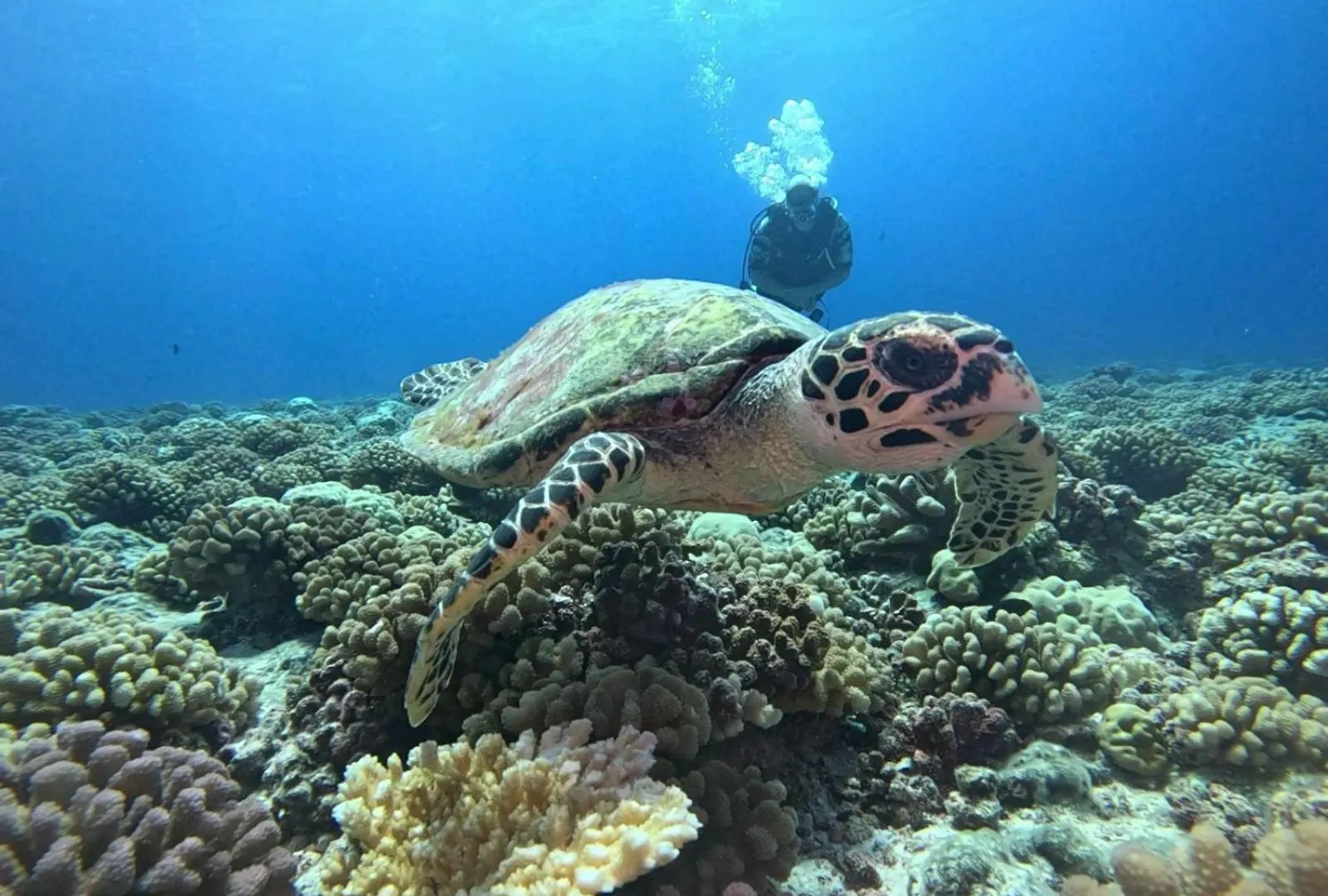 Kinakamo Lodge Rangiroa Tiputa Frans-Polynesië